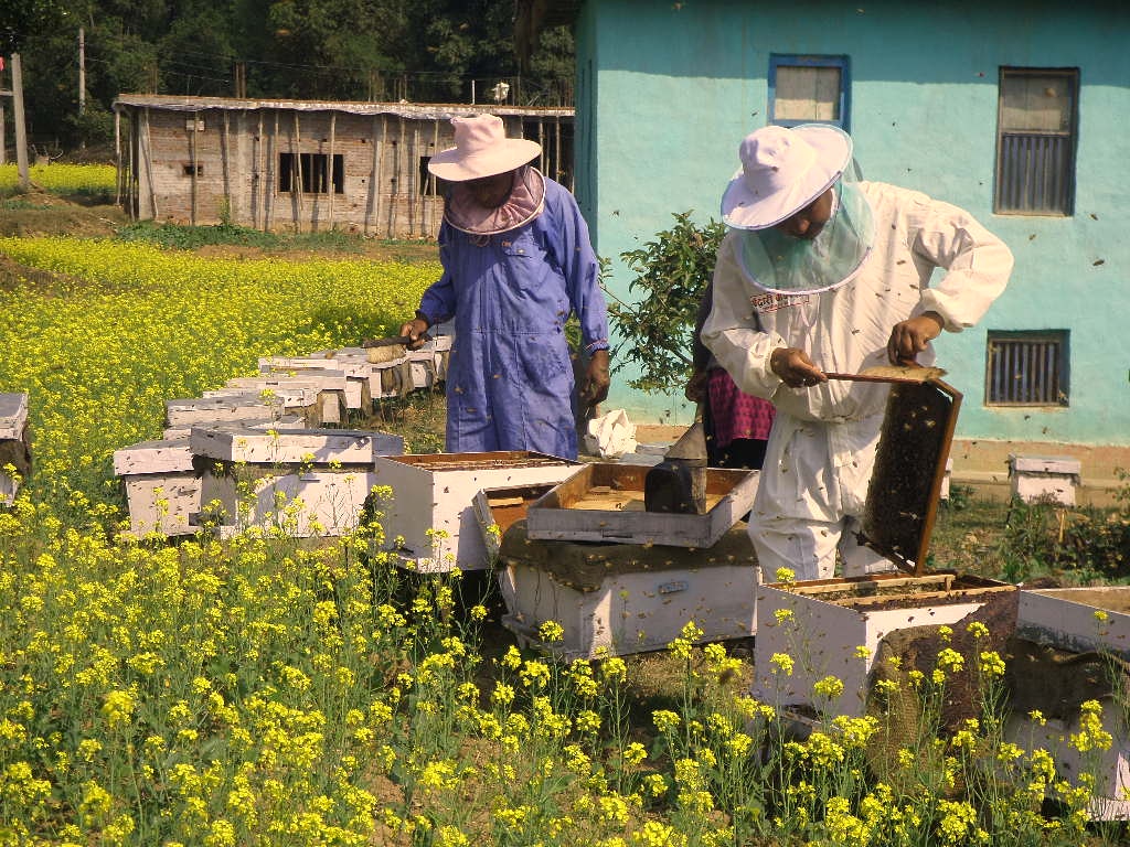 Collecting bee wax from bee hive