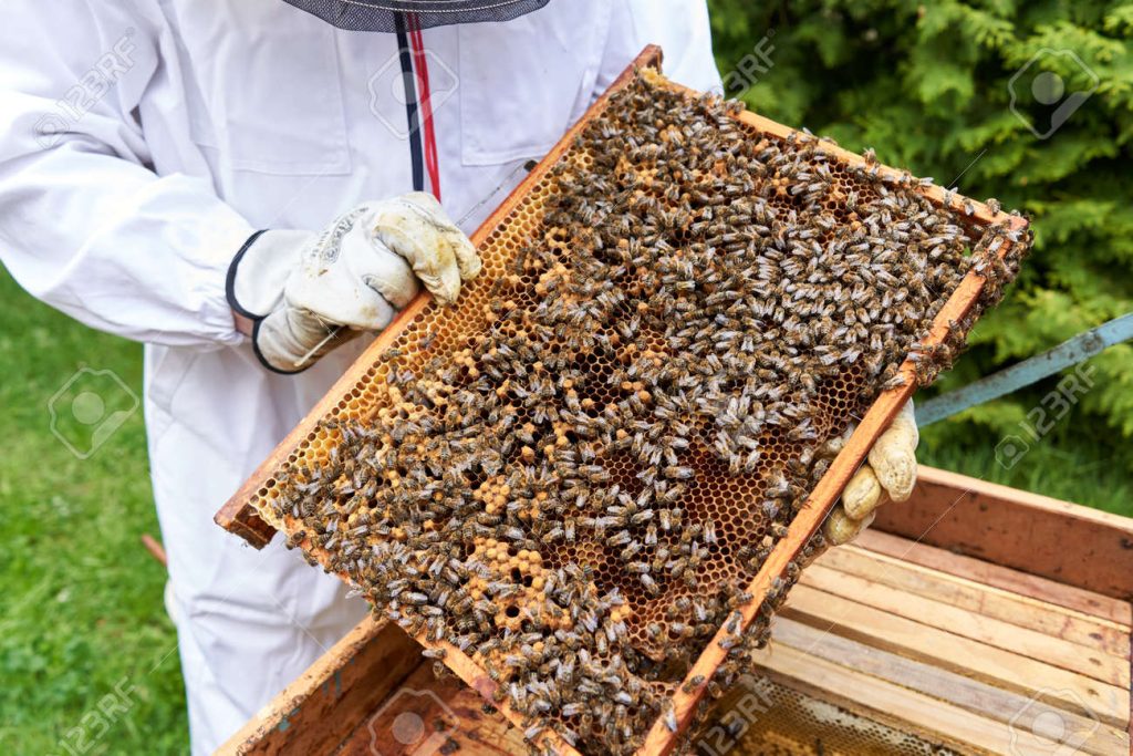 The Impact of Beekeeping Practices on Bee Populations and Native Species Sustainable bee keeping
