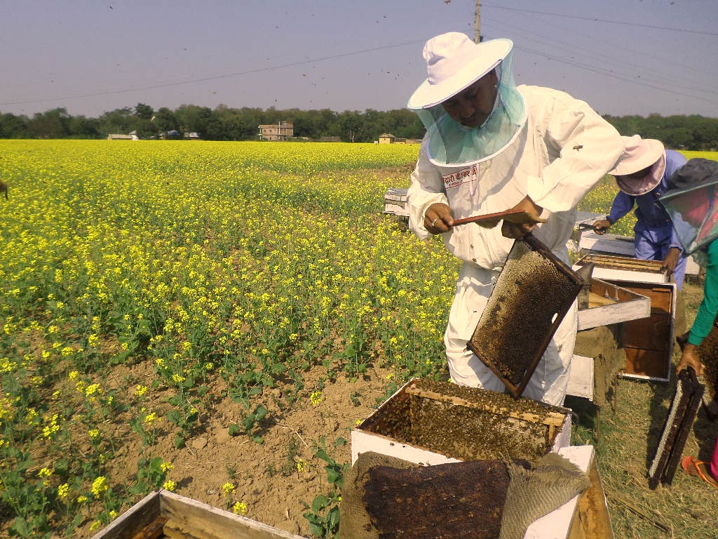 Extracting Honey from Bee Hive